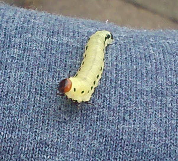 steven lewiswelby06 August 2017