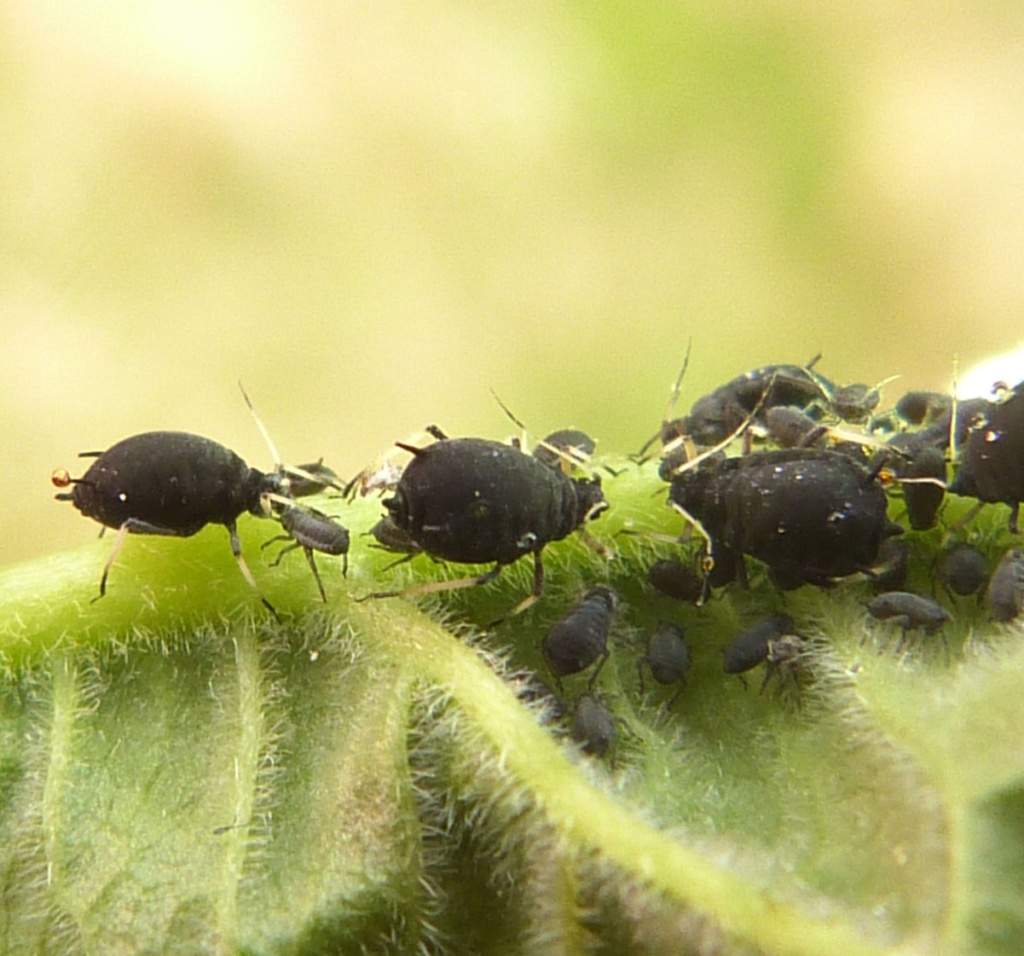 Graham CalowSapcote, Land behind William Spencer Avenue 30 May 2023 inside curled leaves of Guelder-rose