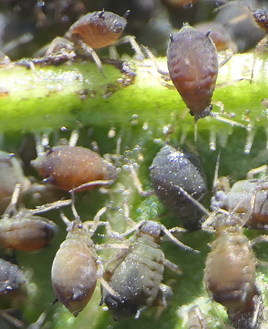 David NichollsKibworth, Wistow Road Roundabout verge31 July 2022