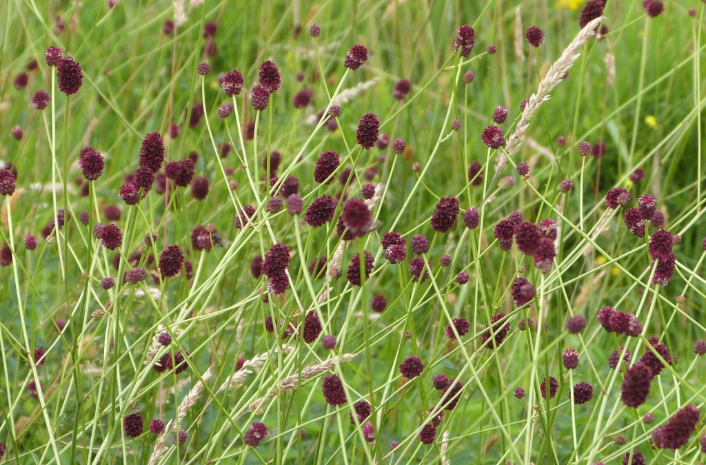 Die Teliosporen haben einen langen, durchsichtigen Stiel