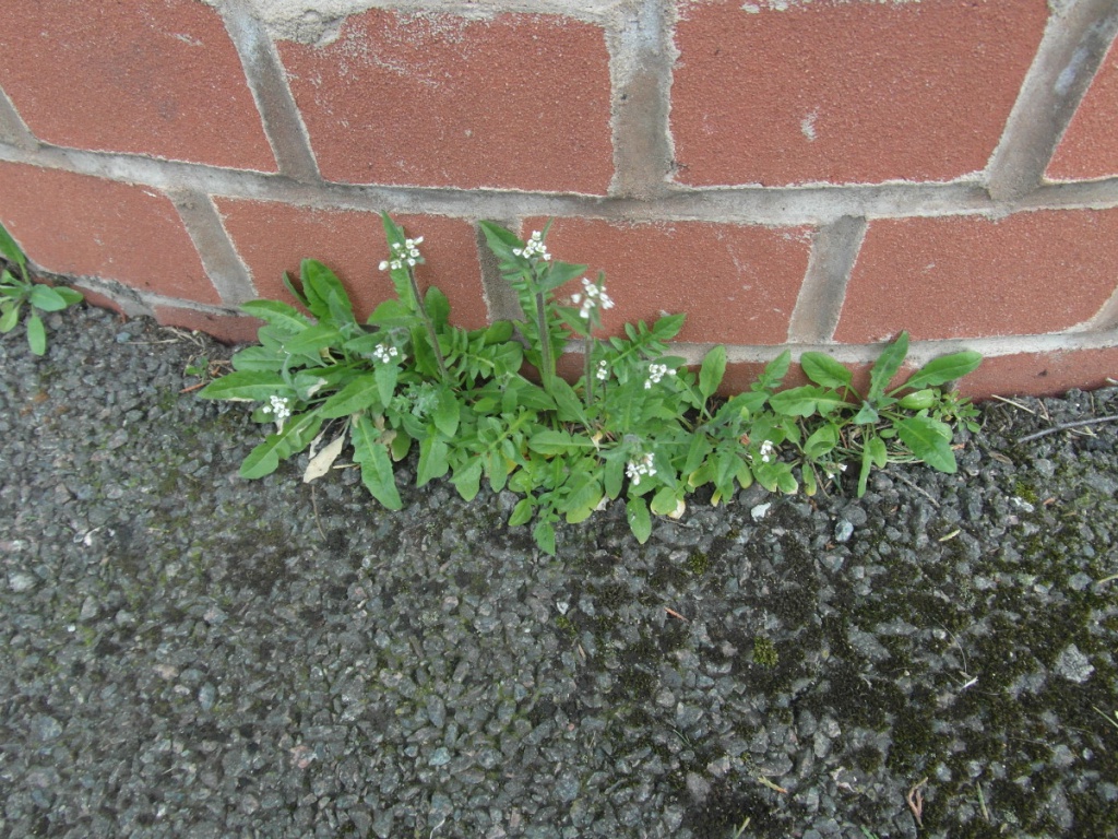 Alan SemperBottesford roadside08 March 2014