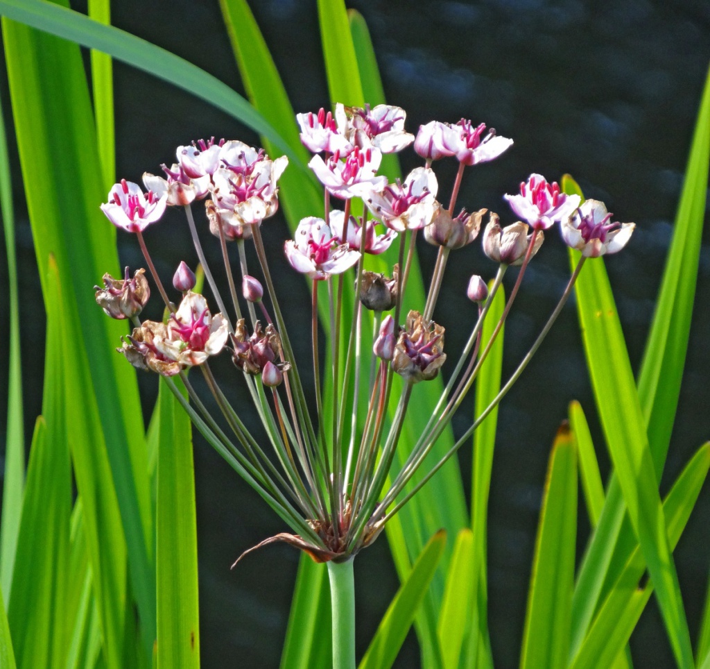 AJ CannGrantham Canal18 July 2015