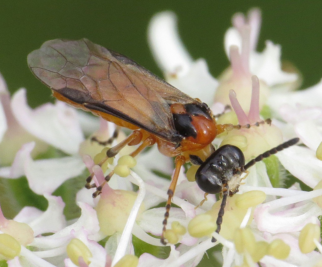 David GouldNarborough Bog11 August 2017