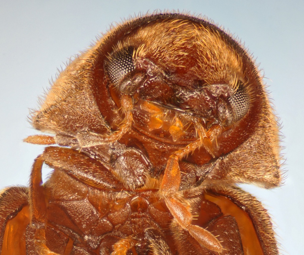 AJ CannKnighton23 January 2018Antenna with three club-like segments at the tip