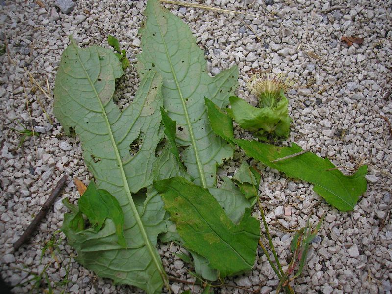 Befallene Pflanzen – Habitus