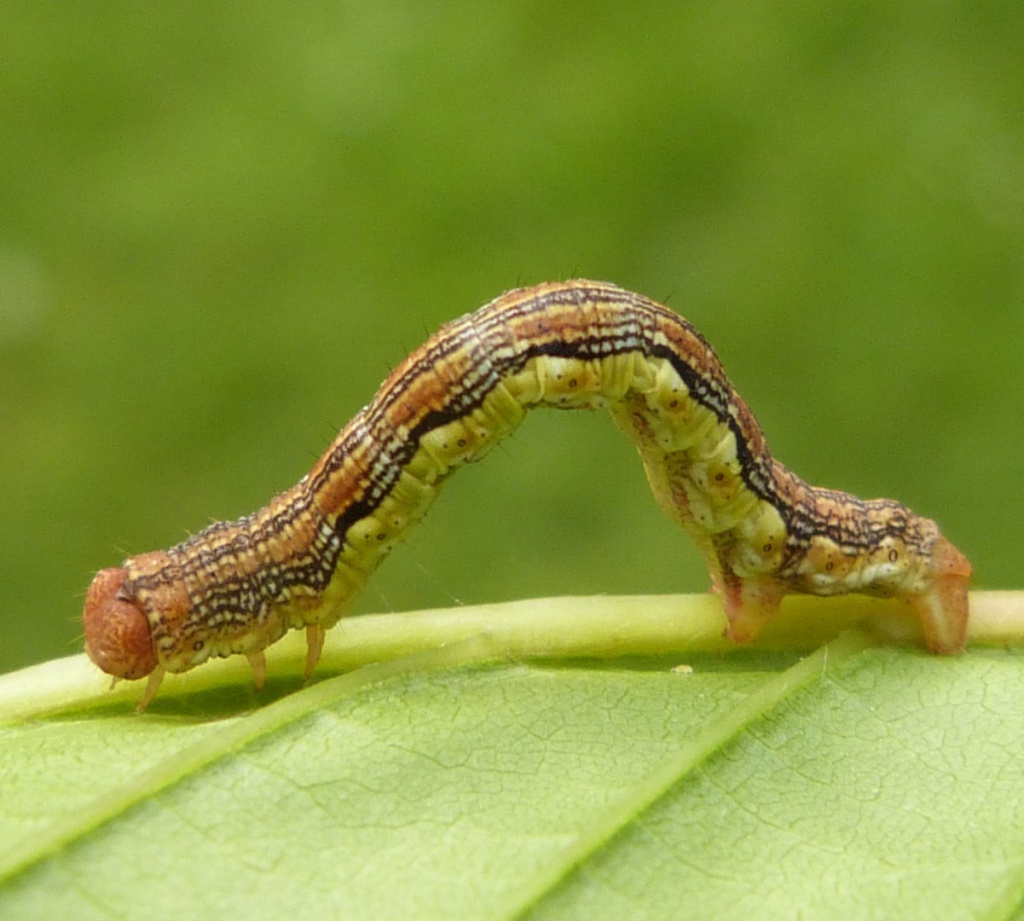 Graham CalowBurbage Common and Woods23 May 2014larva