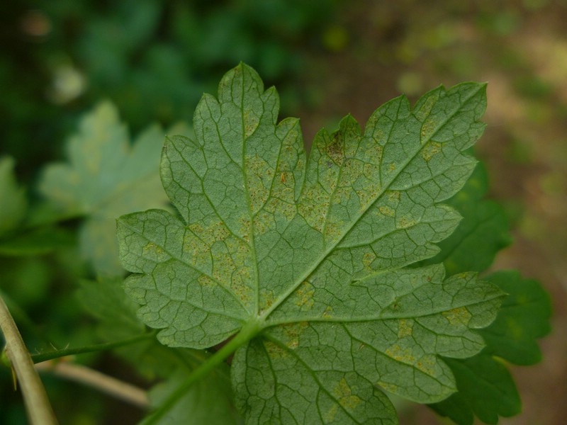 Telien als Säulchen, die meist etwas gebogen sind