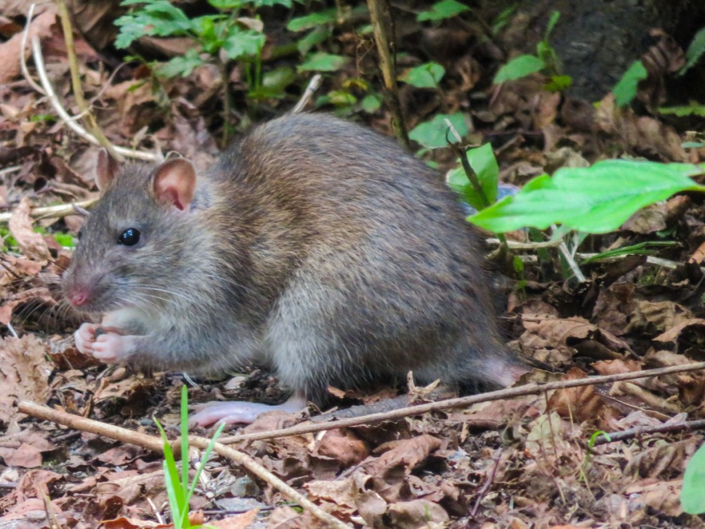EddieKMelton Mowbray Town Park 21 August 2019
