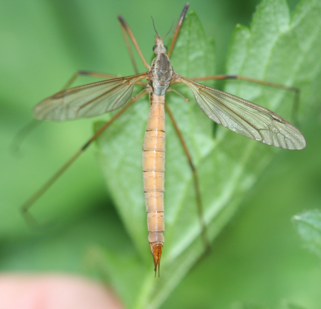 David NichollsMartinshaw Wood31 August 2013
