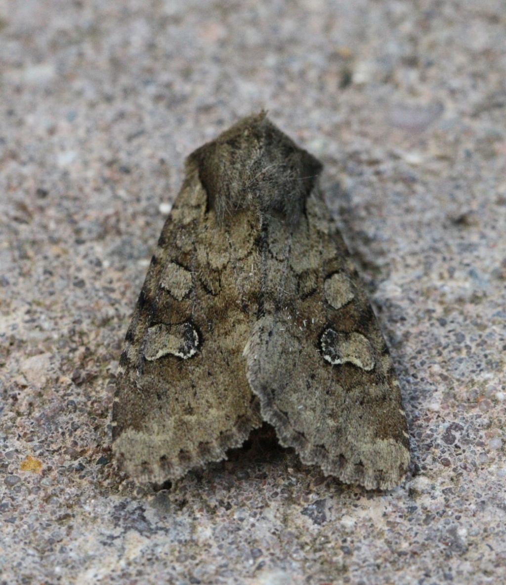 Graham CalowSapcote garden108 July 2015