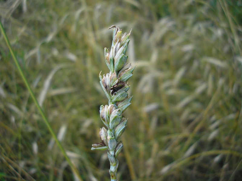Befallene Ovarien etwas dicker; beim Draufdrücken weicher als gesunde