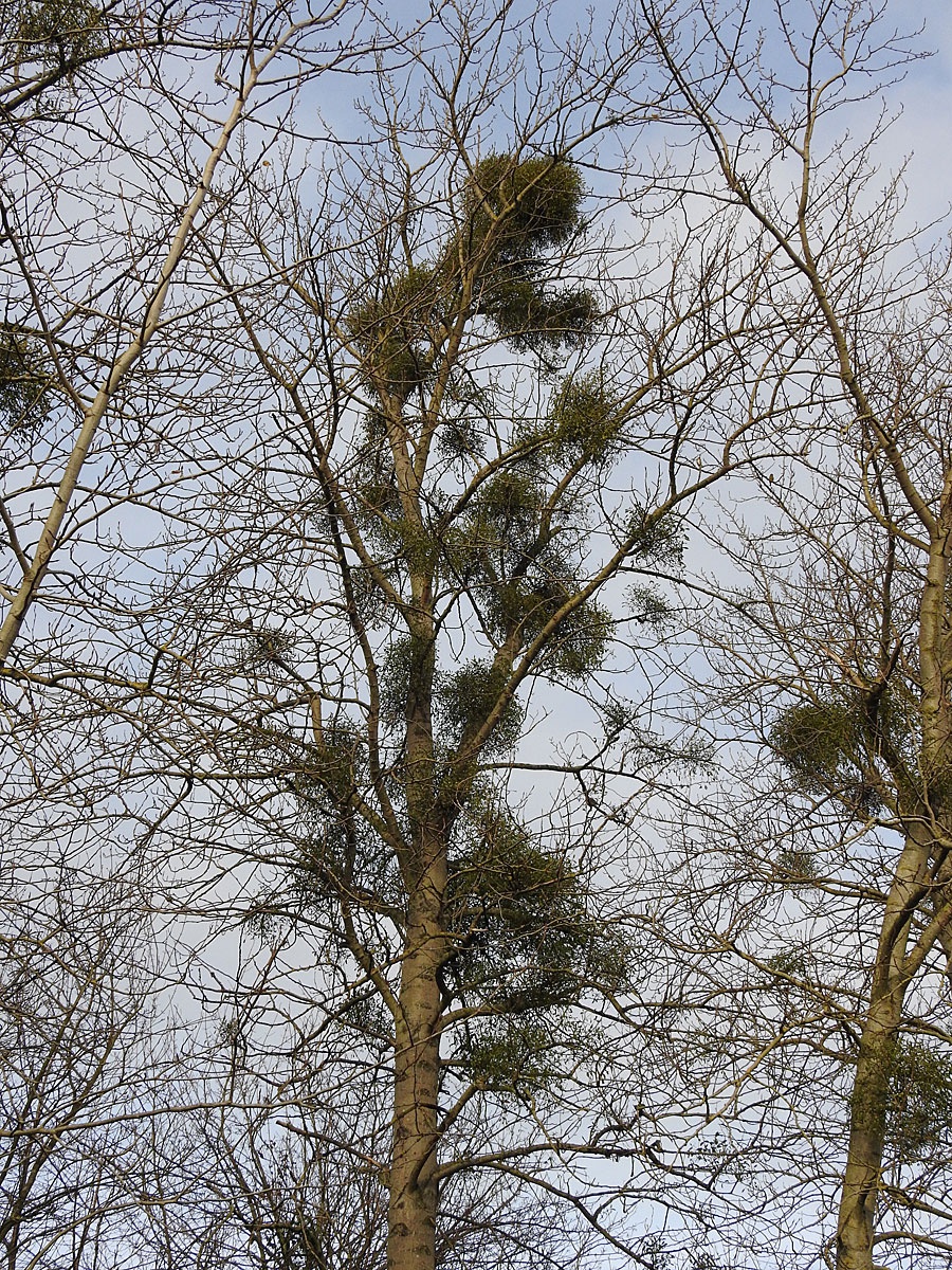 David GouldGU Canal, Aylestone11 December 2015