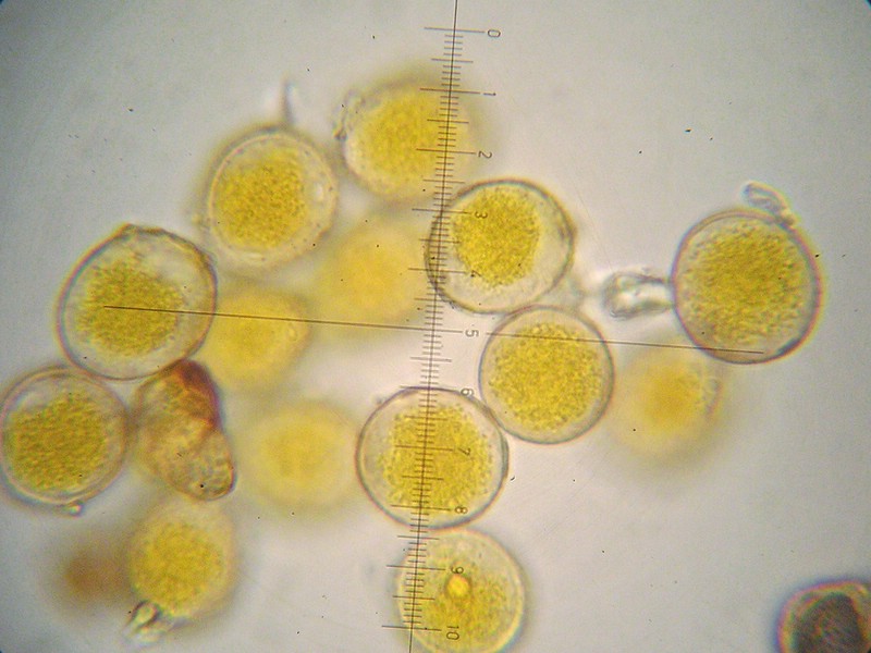 Uredosporen kugelig bis ellipsoid, 33-45 x 14-16 µm, Wand bräunlich