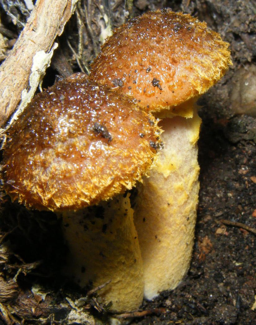 Graham CalowSapcote30 November 2011immature specimens