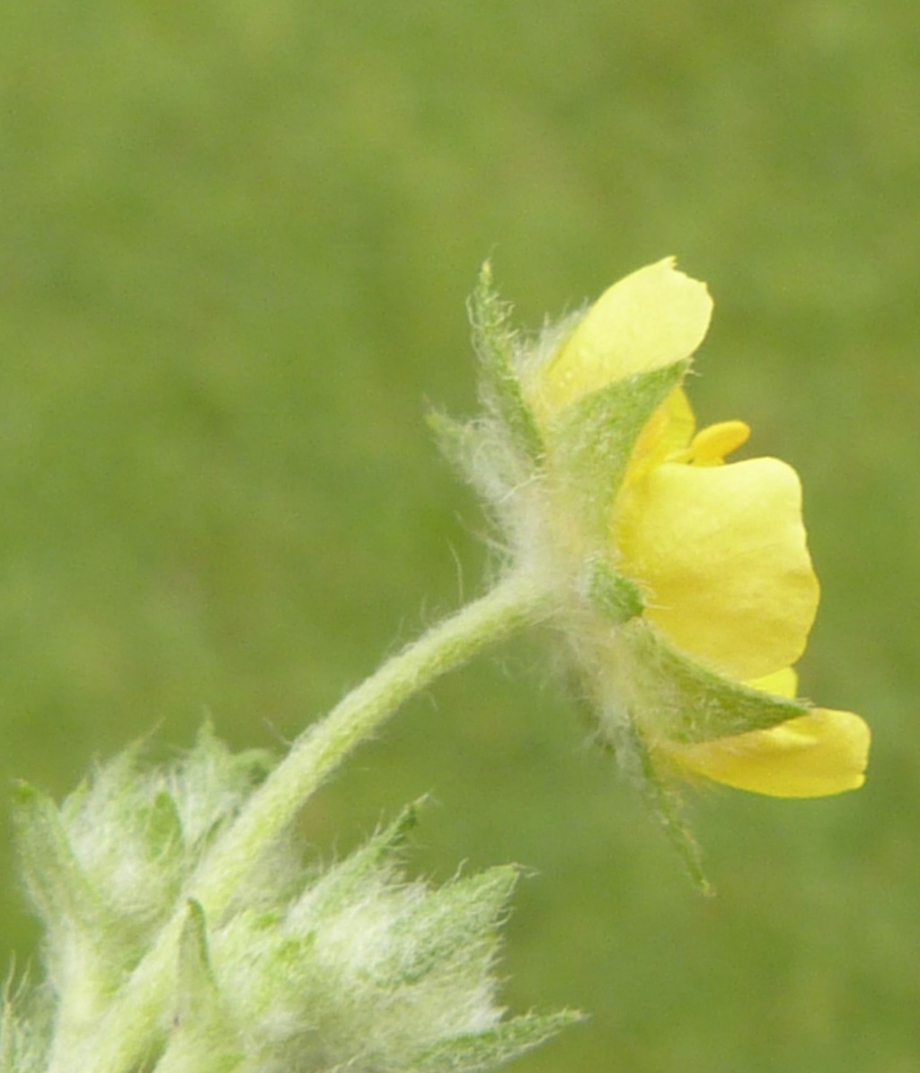 Graham Calownear Huncote Road, Stoney Stanton 18 June 2016