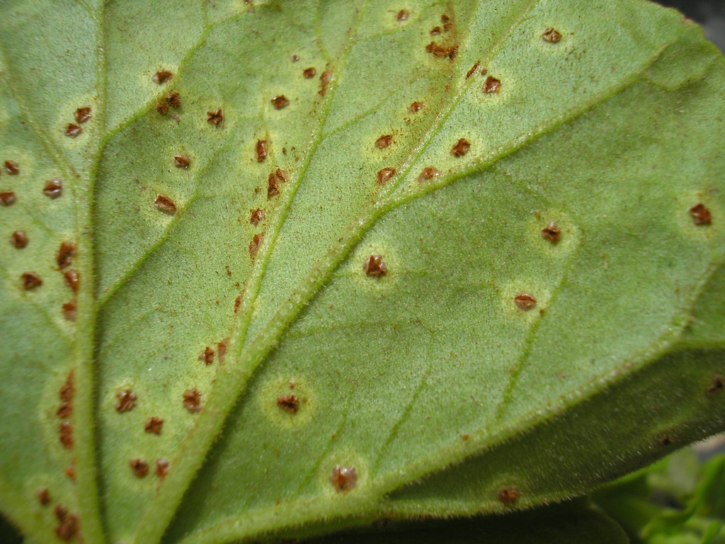 Uredinien zimtbraun und früh stäubend