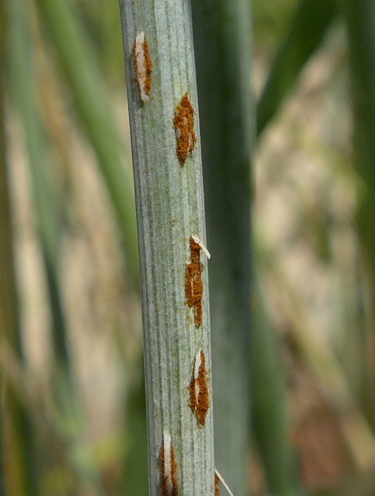 Uredien gelbbraun, schwach polsterförmig, vor allem am Stängel zu länglichen Streifen zusammenfließend