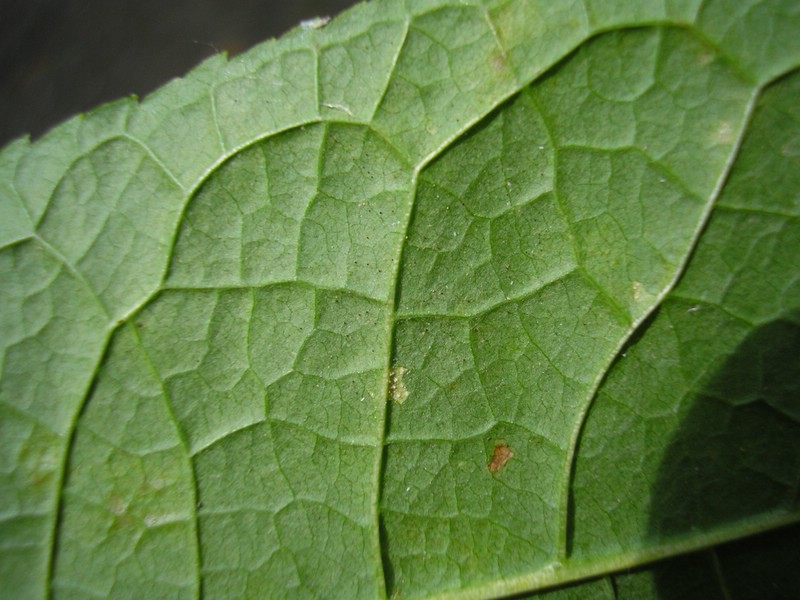 Auf der Unterseite regelmäßig recht kleine Chasmothecien ausgebildet
