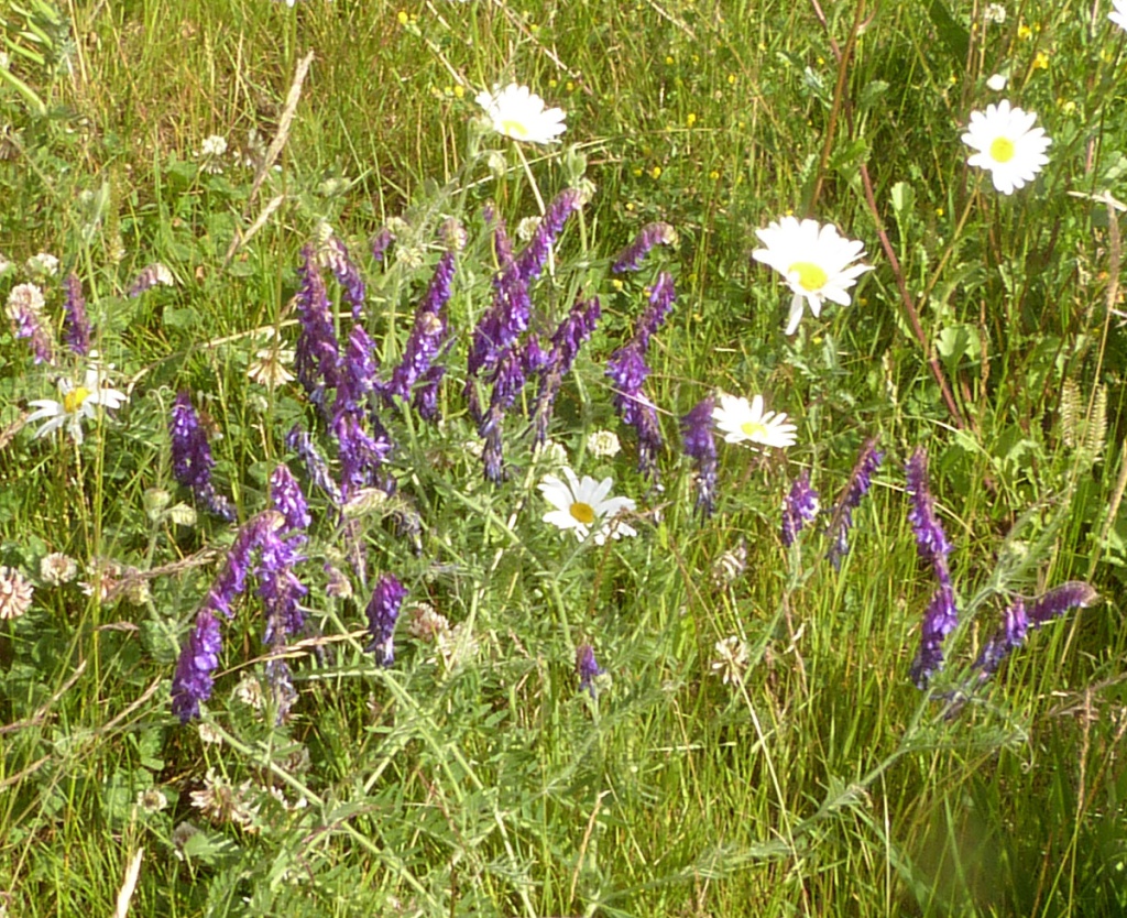 Graham CalowBurbage Land behind Jurys Inn Hotel09 June 2022
