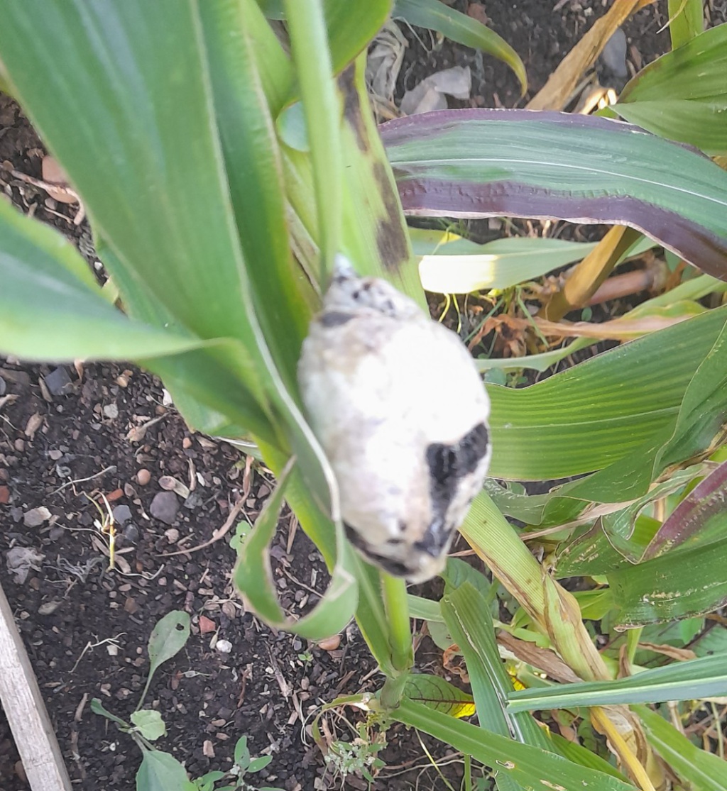 Kaye AxonGlen Parva, EMAS Allotments13 September 2023