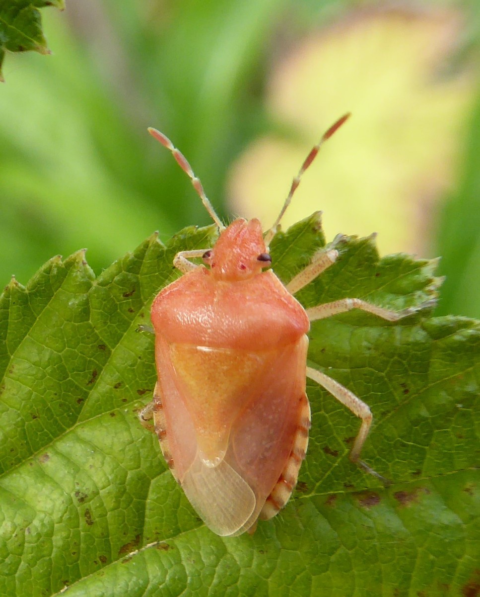Hazel GravesBagworth Heath03 August 2022