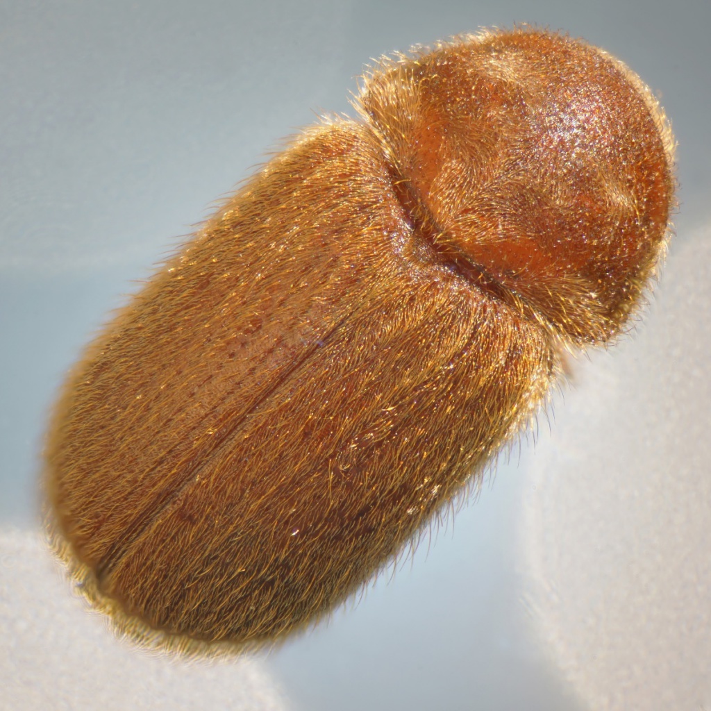 AJ CannKnighton23 January 2018