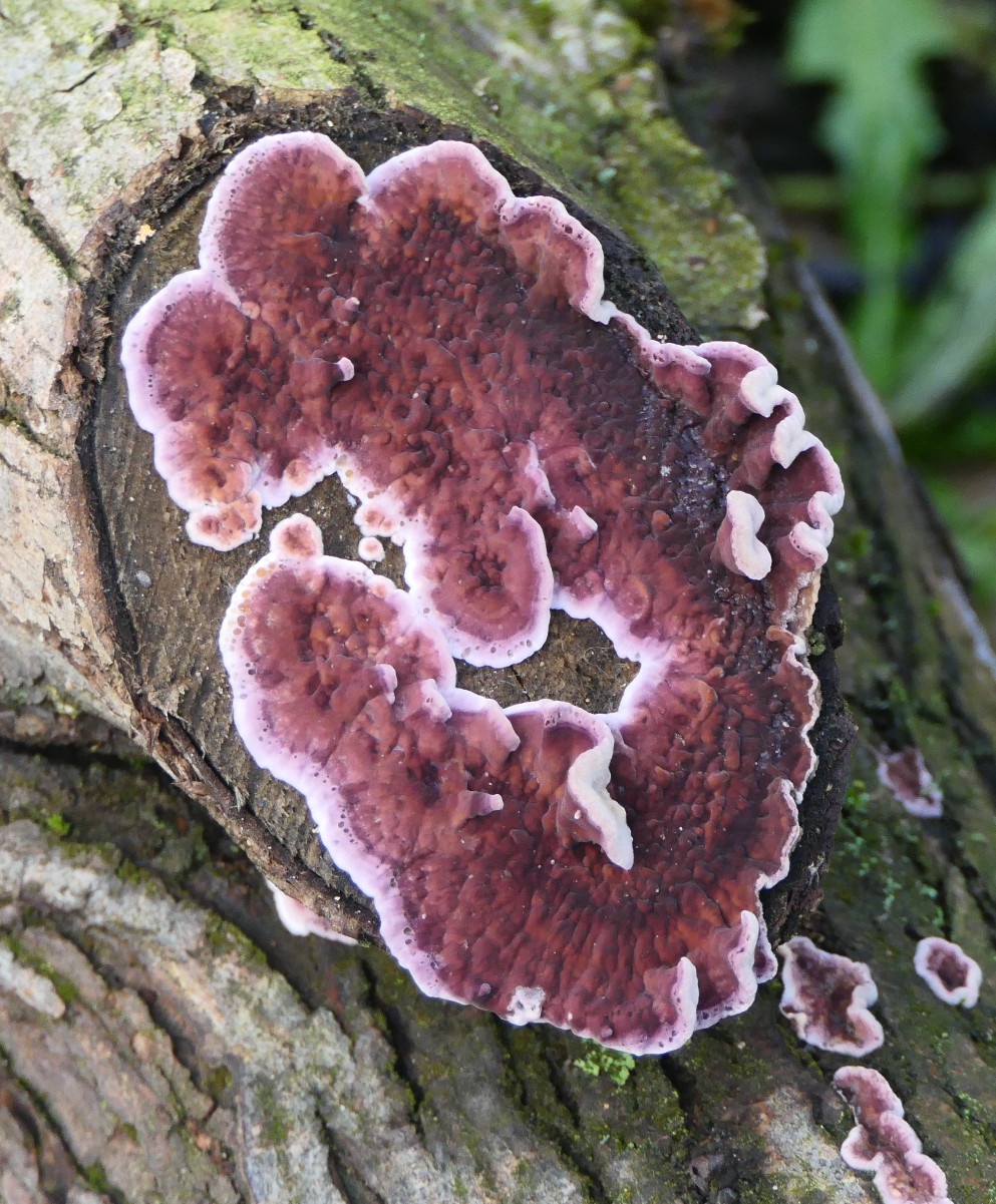 David NichollsRatby, Pear Tree Wood13 December 2018