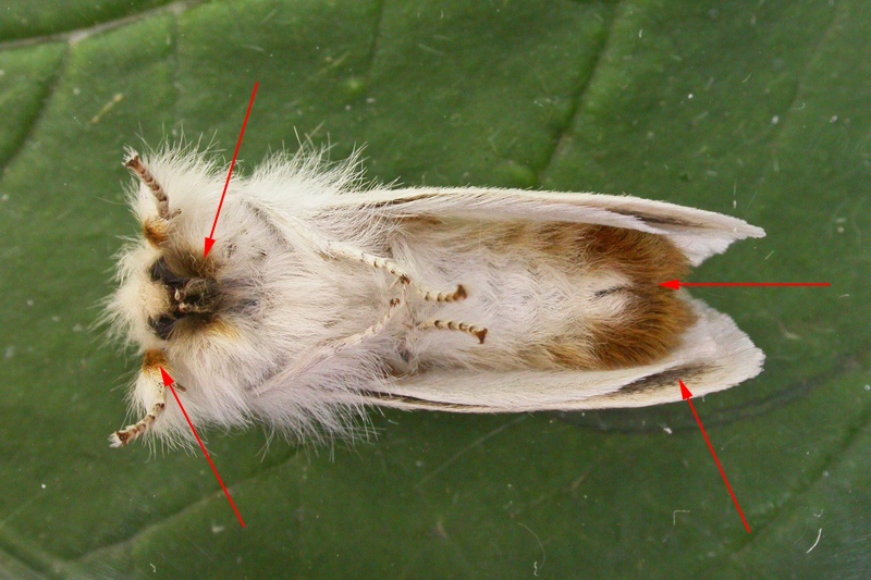 Mark SkevingtonKetton Quarry27 July 2012male - key underside features