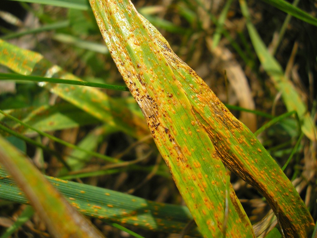 Telien dunkelbraun, glänzend, kurz strichförmig, lange von der Epidermis bedeckt