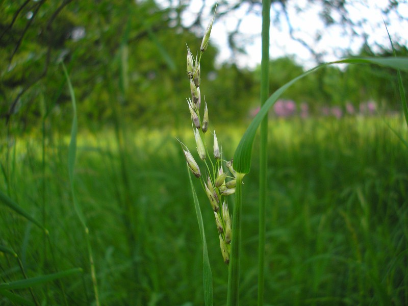 Sori in den Ährchen in den Ovarien und Spelzen