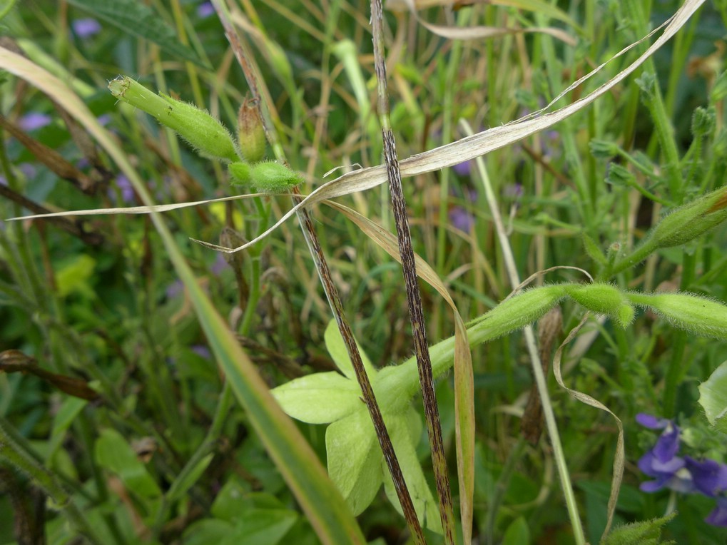 Telien schwarz, schwach polsterförmig, vor allem am Stängel zu länglichen Streifen zusammenfließend