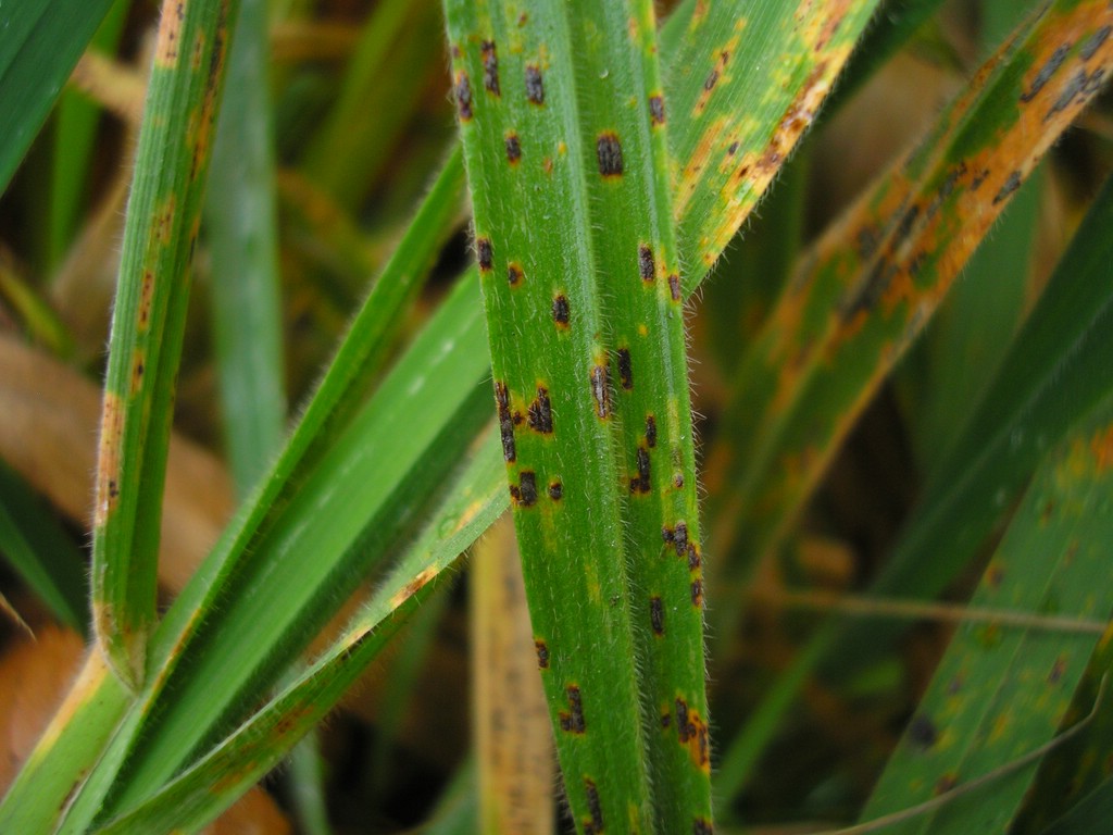 Telien dunkelbraun, glänzend, kurz strichförmig, lange von der Epidermis bedeckt