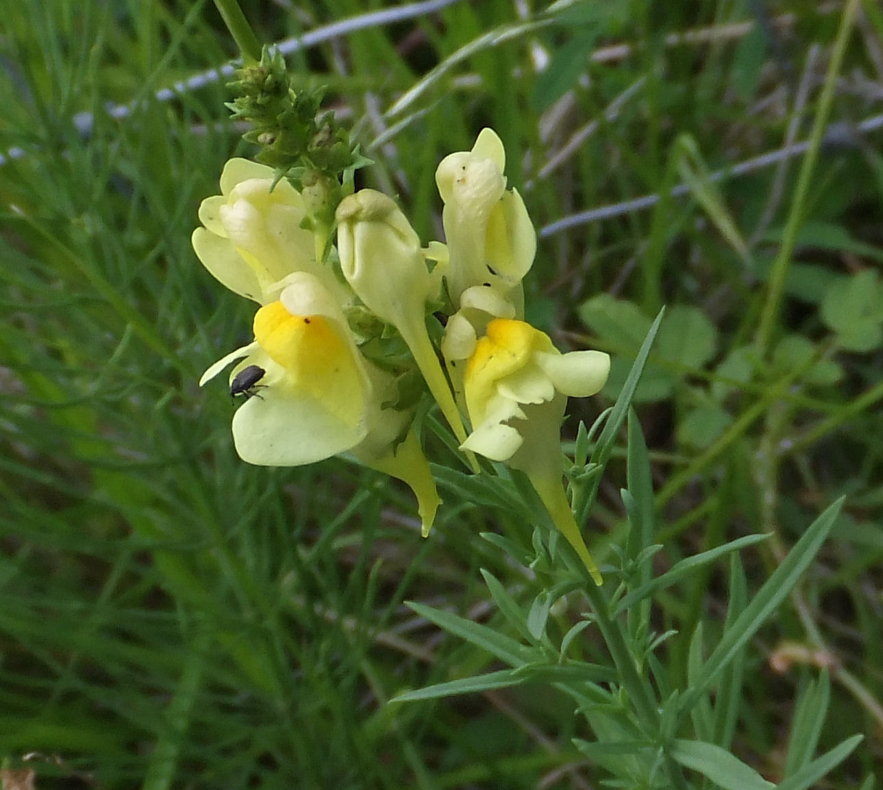 Denise StrettonJubilee Walk, Leire02 August 2011