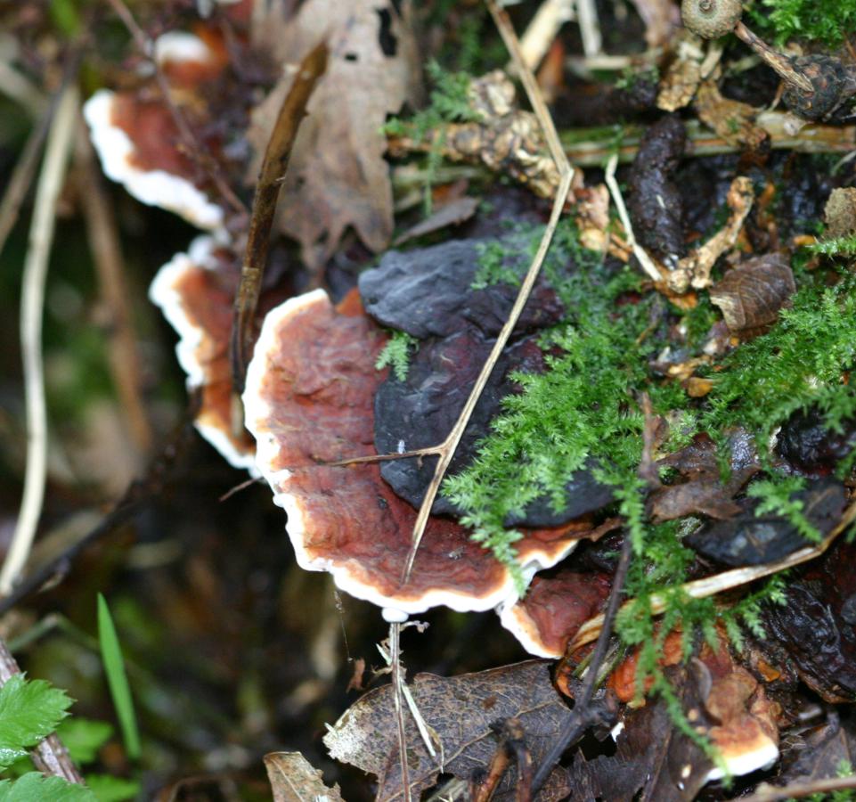 Graham CalowFosse Meadows, Sharnford04 November 2015specimen examined