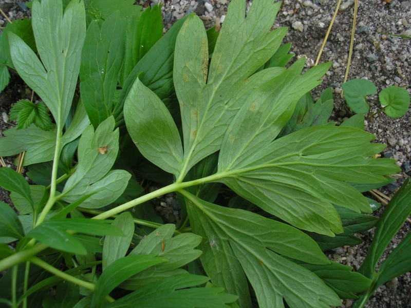 Uredien pustelförmig, klein und gelb