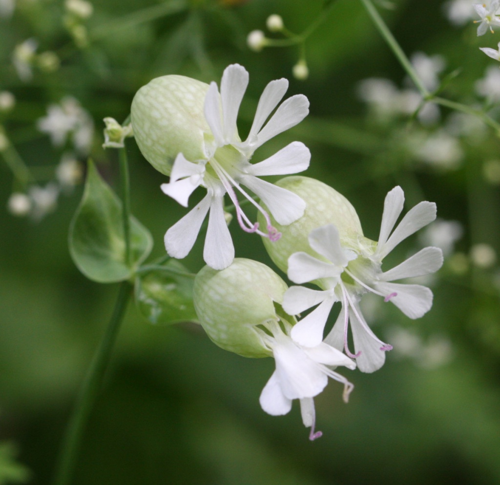 David NichollsBloody Oaks Quarry08 July 2016