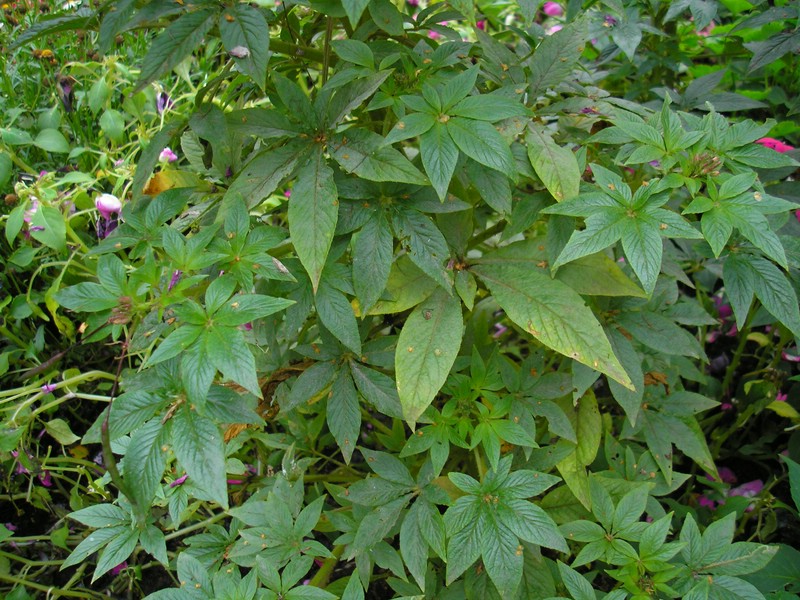 Myzel weißlich und flockig, meist auf der Blattoberseite