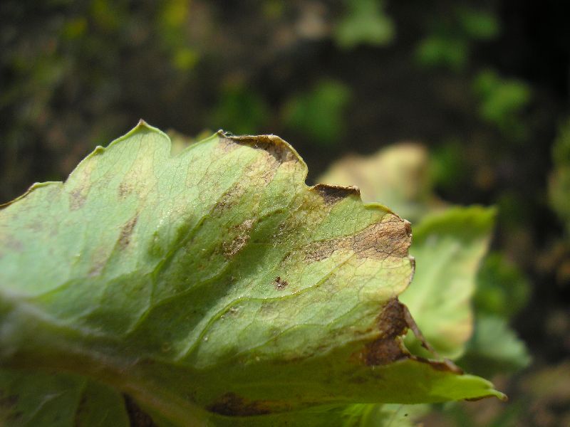 Pilzrasen gräulich, blattunterseits