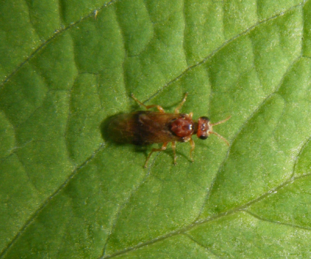 Graham CalowSapcote garden111 April 2012