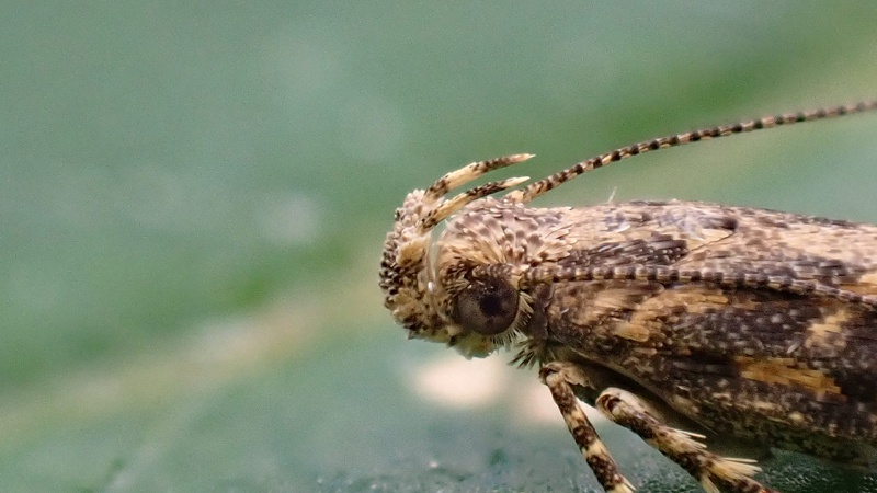 Mark SkevingtonWhetstone Garden28 August 2022