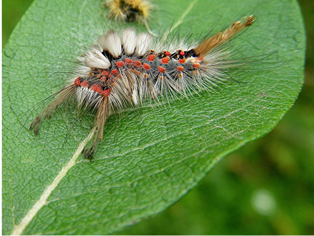 Graham CalowSapcote garden116 September 2014