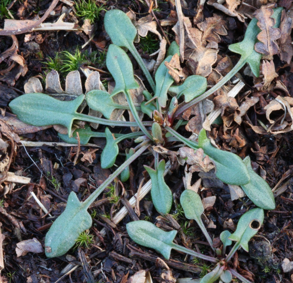 David NichollsBradgate Park11 February 2016