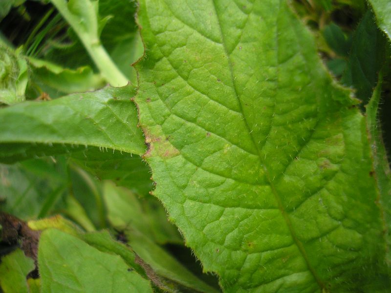 Blätter oberseits an den befallenen Regionen meist gelblich verfärbt
