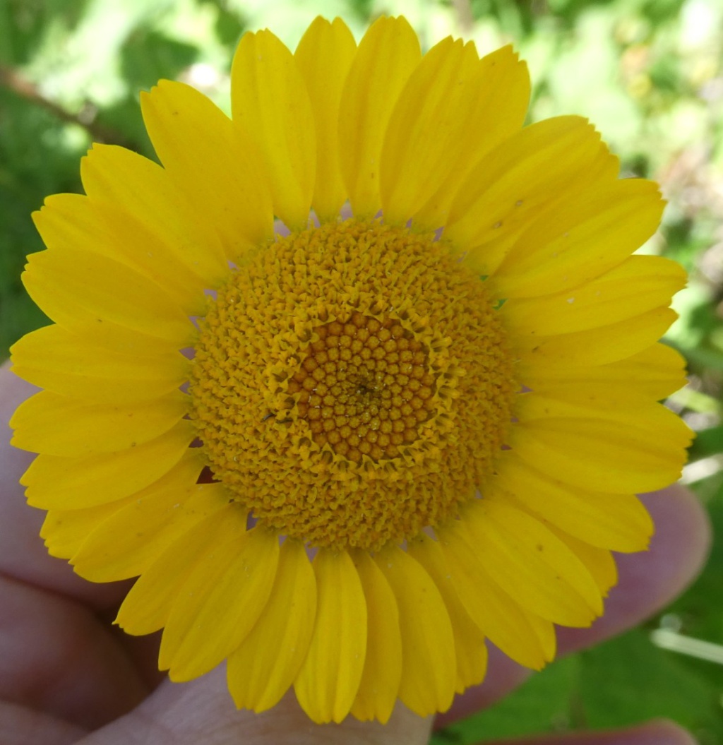 sueAshby Woulds, footpath 
alongside Railway SE of Spring Cottage Rd09 July 2022