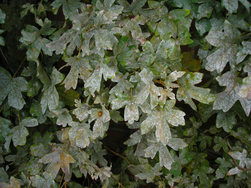 Myzel meist sehr kräftig ausgebildet