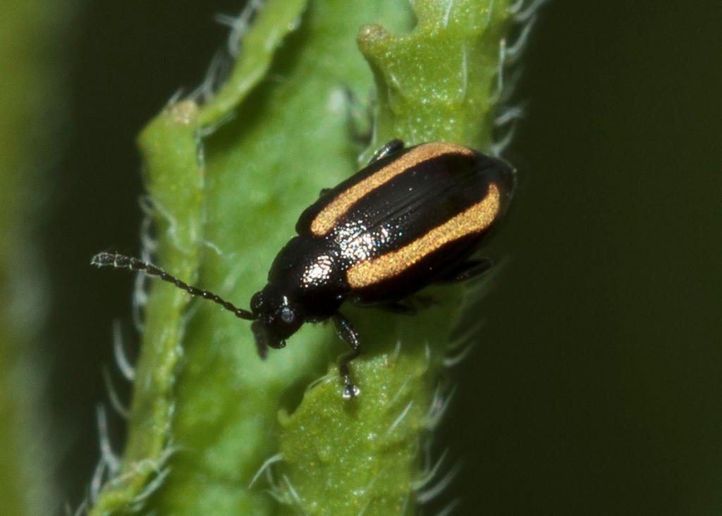 HAPeacockGroby Road Allotments25 June 2015