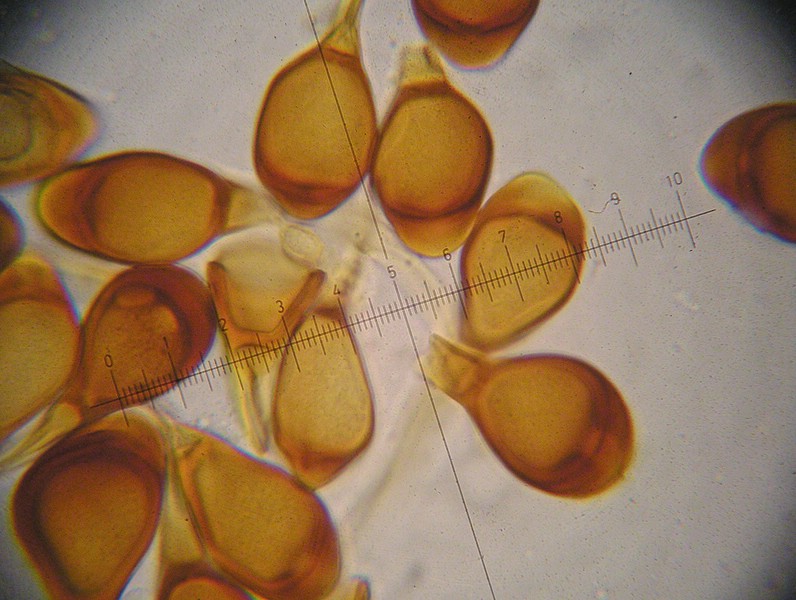 Teliosporen 29-33 x 19-21 µm