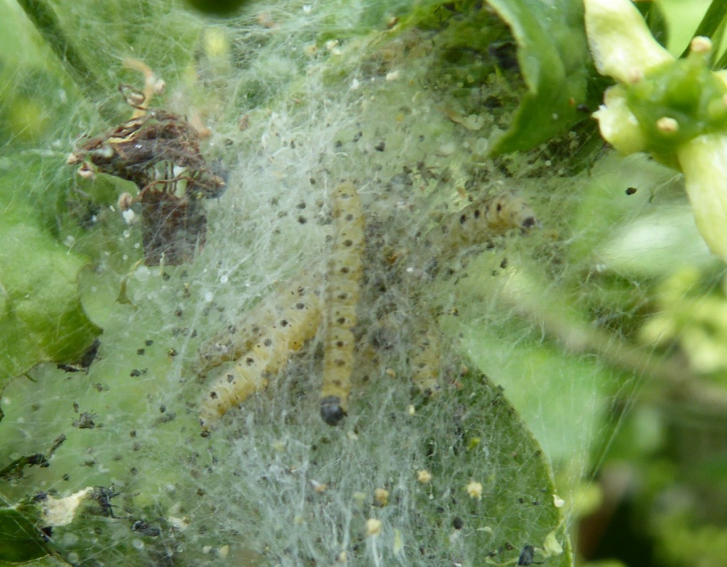 sueBagworth20 May 2019