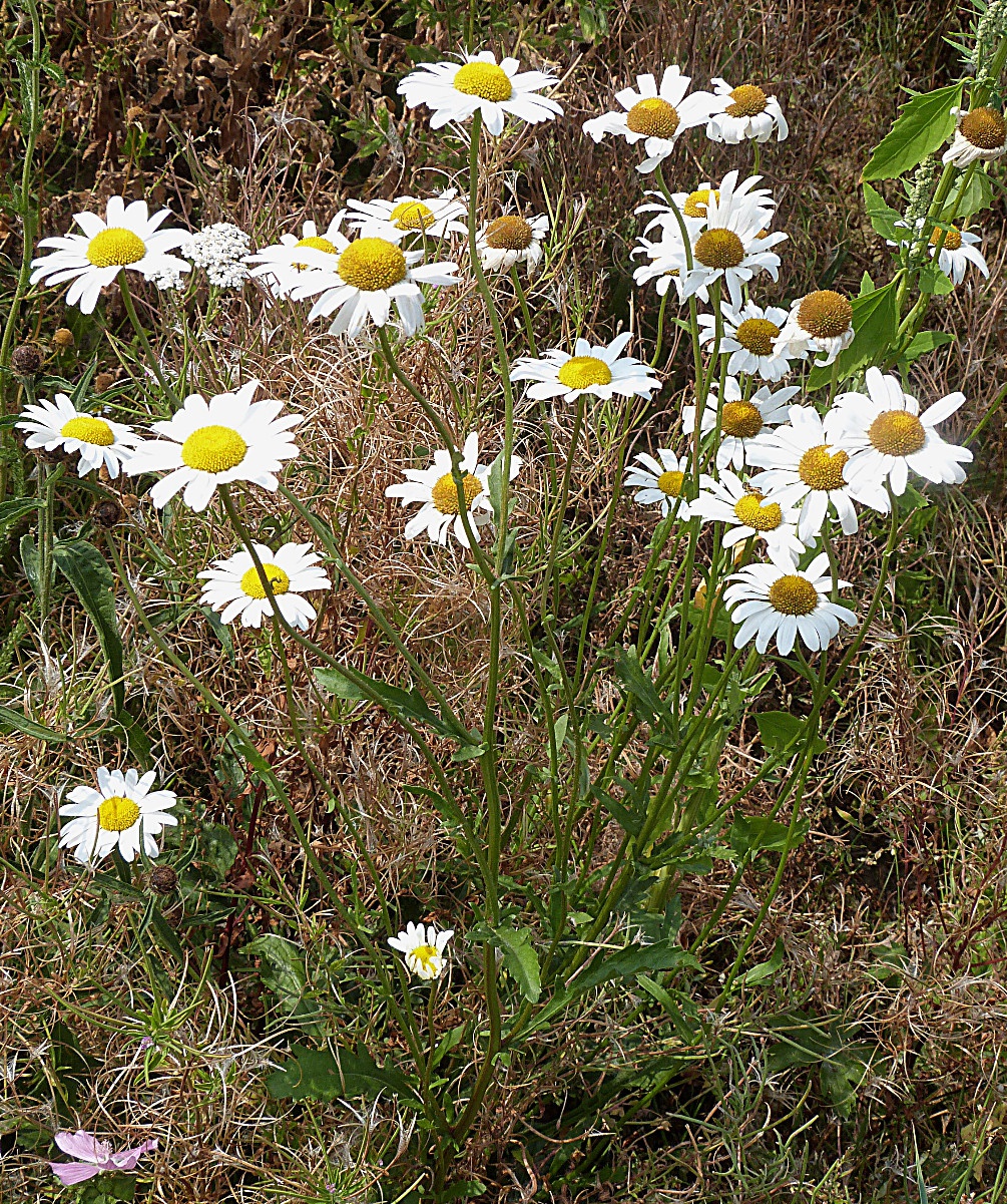 Graham CalowSapcote, Land behind William Spencer Ave 14 August 2020