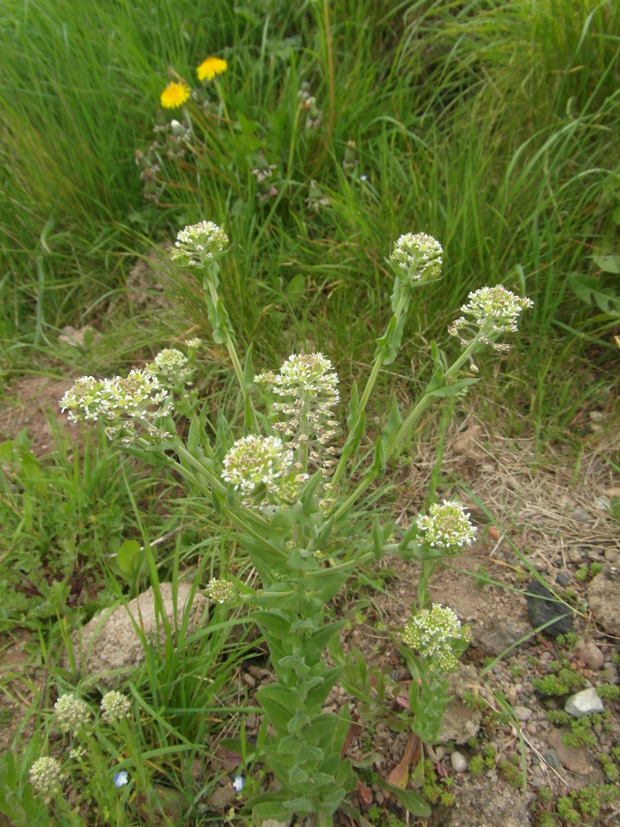 Alan SemperHarby, Langar airfield30 April 2014